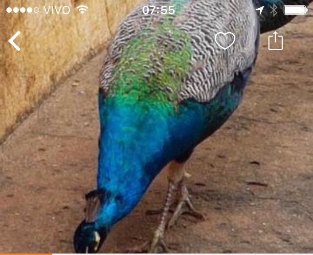 Fazenda em Alagoas - Paulo Jacinto - Quebrangulo