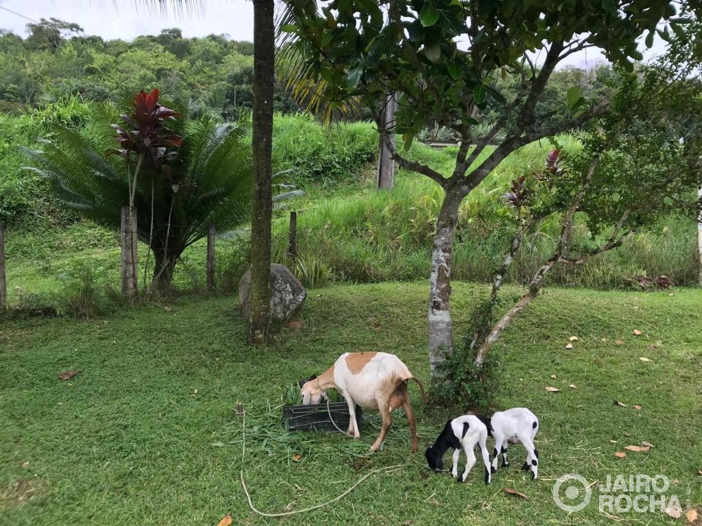 CHÁCARA/SITIO - CABO DE SANTO AGOSTINHO - Foto 31